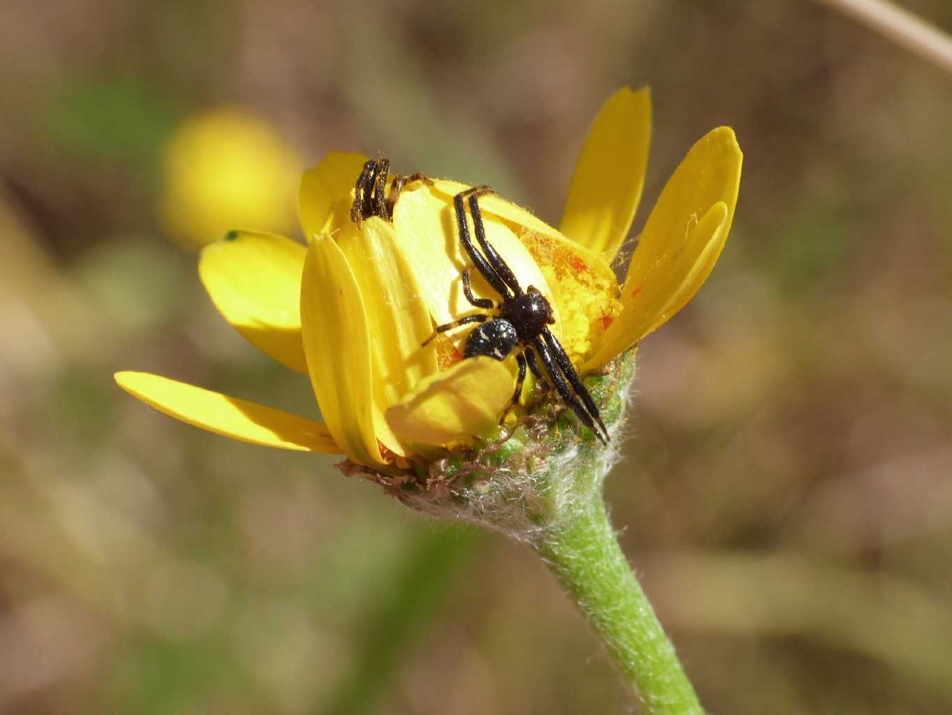 Coppie di Synema globosum - Ostia (RM)